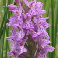 bloem Rietorchis