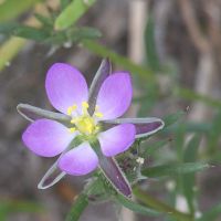 bloem Rode schijnspurrie