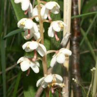 bloem Rond wintergroen