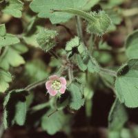 bloem Ronde ooievaarsbek