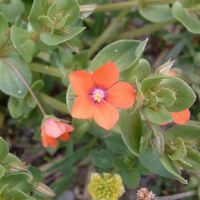 bloem Rood en blauw guichelheil