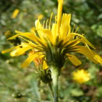 bloem Schermhavikskruid