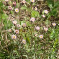 bloem Scherpe fijnstraal