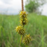 bloem Schubzegge