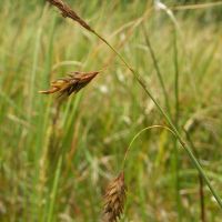 bloem Slijkzegge