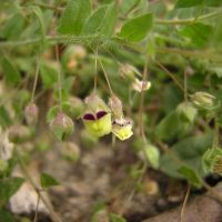 bloem Spiesleeuwenbek