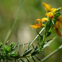 bloem Stekelbrem