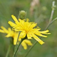 bloem Stijf havikskruid