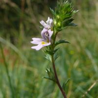 bloem Stijve ogentroost