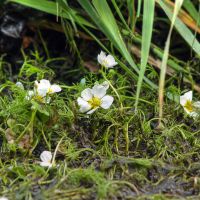 bloem Stijve waterranonkel