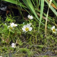 bloem Stijve waterranonkel