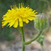 bloem Stinkend streepzaad