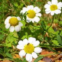 bloem Stinkende kamille