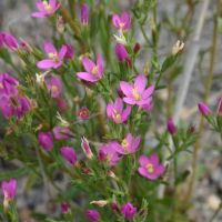 bloem Strandduizendguldenkruid