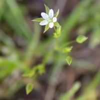 bloem Tengere veldmuur