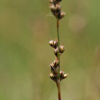 bloem Trekrus