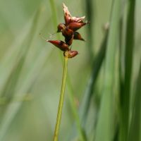 bloem Tweehuizige zegge