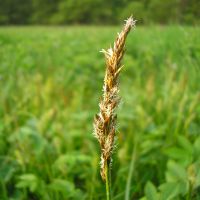 bloem Tweerijige zegge