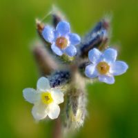 bloem Veelkleurig vergeet-mij-nietje