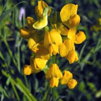 bloem Veldlathyrus