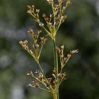 bloem Veldrus