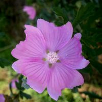 bloem Vijfdelig kaasjeskruid