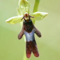 bloem Vliegenorchis