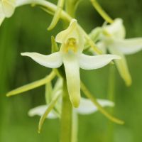 bloem Welriekende nachtorchis