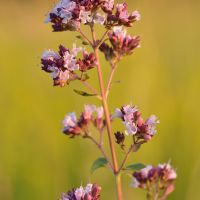 bloem Wilde marjolein