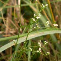 bloem Wilde peterselie