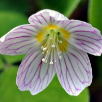 bloem Witte klaverzuring