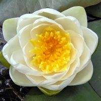 bloem Witte waterlelie