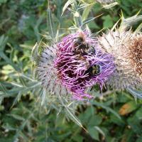 bloem Wollige distel