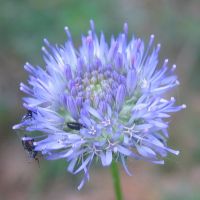 bloem Zandblauwtje