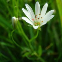 bloem Zeegroene muur