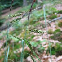 bloem Zeegroene zegge