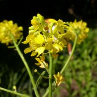 bloem Zwarte mosterd