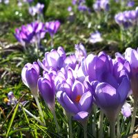 Boerenkrokus - Crocus tommassinianus