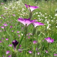 Bolderik in een bloemenweide