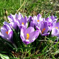 Bonte krokus - Crocus vernus