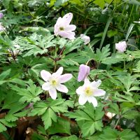 Bosanemoon - Anemone nemorosa