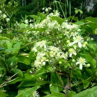 Bosrank - Clematis vitalba