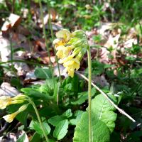 detail bloem Slanke sleutelbloem