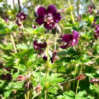 Donkere ooievaarsbek - Geranium phaeum