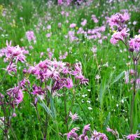 Echte koekoeksbloem - Lychnis flos-cuculi