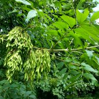 Es - Fraxinus excelsior