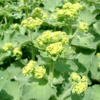 Fraaie vrouwenmantel - Alchemilla mollis