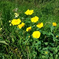 Gele ganzenbloem in weiderand