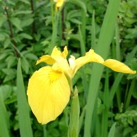 Gele lis - Iris pseudoacorus