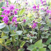 Gevlekte dovenetel (Lamium maculatum)